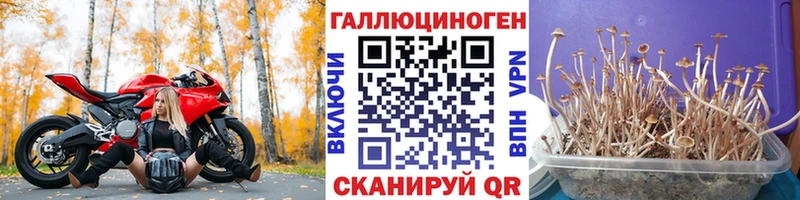 Галлюциногенные грибы Psilocybine cubensis  Кинешма 